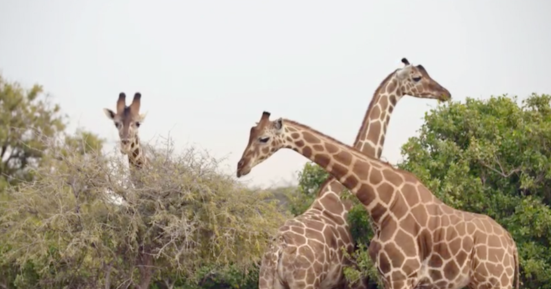 Sir Bani Yas Island Abu Dhabi