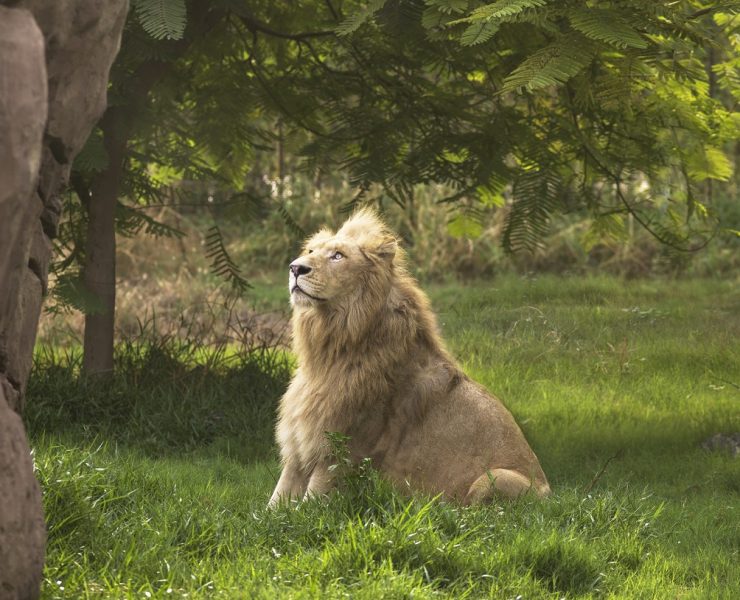 Dubai safari lion
