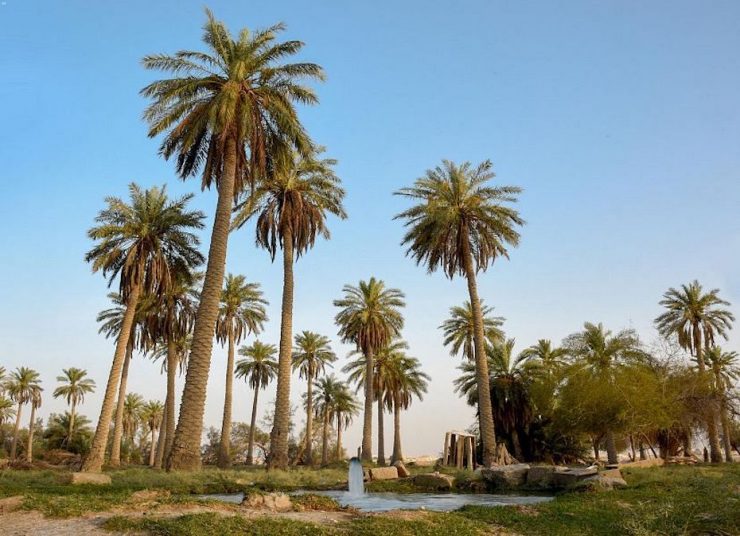 Al-Ahsa Oasis