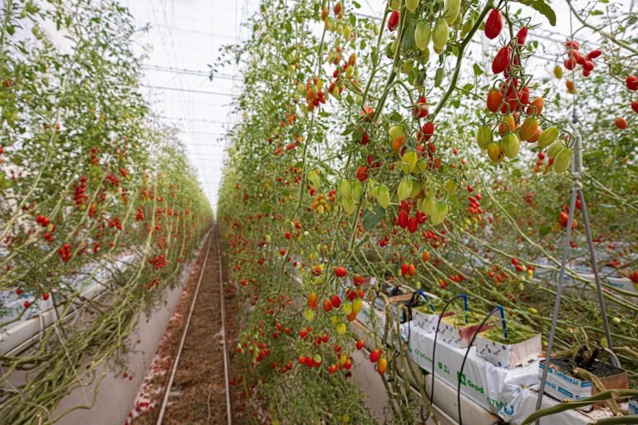 Pure Harvest Smart Farms