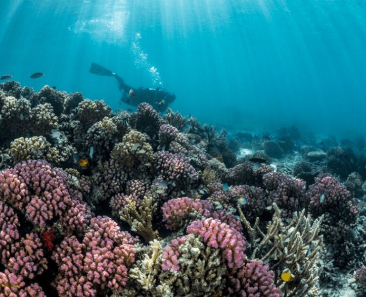 Red Sea Coastline. Image Credit: redseaglobal.com