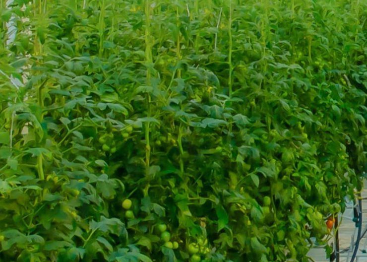 ADQ to open next gen greehouse in ADQ Image ADQ twitter