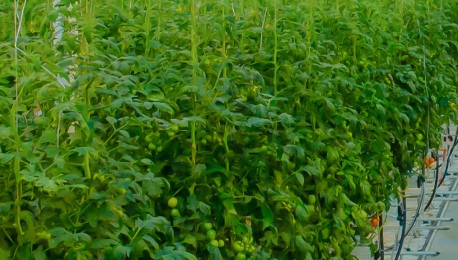 ADQ to open next gen greehouse in ADQ Image ADQ twitter