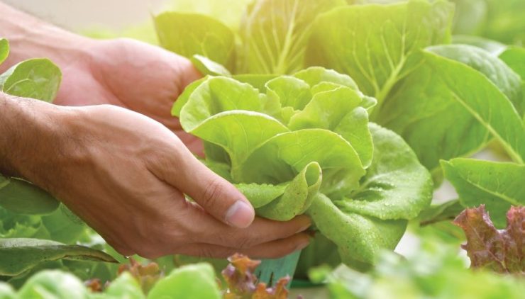 Silal launches food tracking system powered by blockchain tech Image Silal X