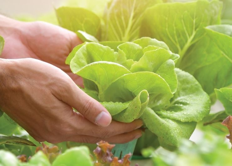 Silal launches food tracking system powered by blockchain tech Image Silal X