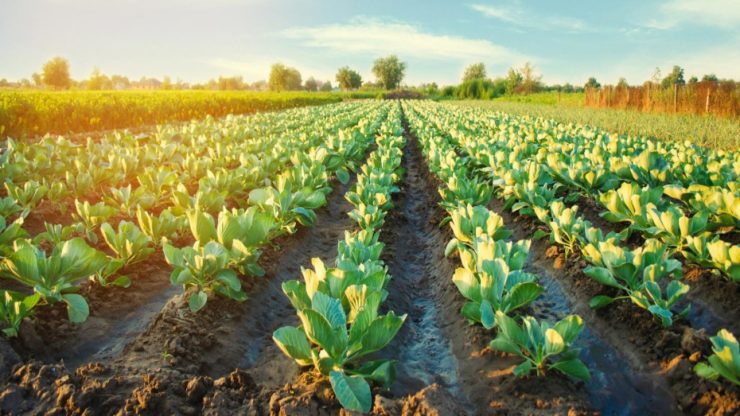 Agtech firm Silal buys majority stake in SAFCO